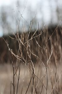 Close-up of dry plant on field