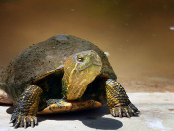 Close-up of turtle