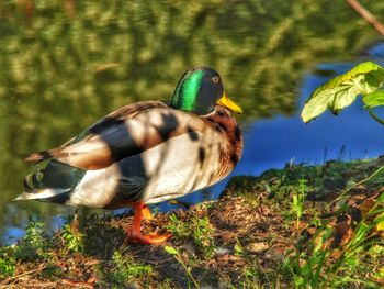 Close-up of duck on field by lake