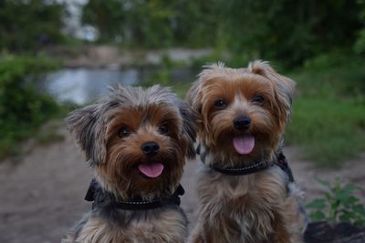 Close-up portrait of a dog