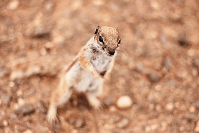 High angle view of squirrel on rock