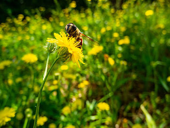 Close-up of bee pollinating on yellow flower