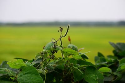 Close-up of plant growing on field