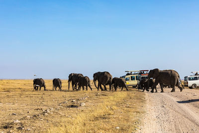 Horses grazing on field against clear sky