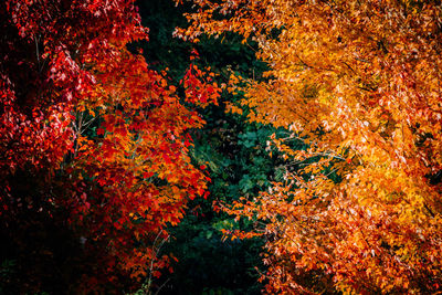 Close-up of maple tree during autumn