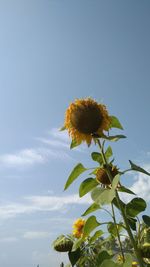 Low angle view of sunflower against sky