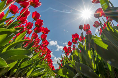 Low angle view of red flowers blooming against sky