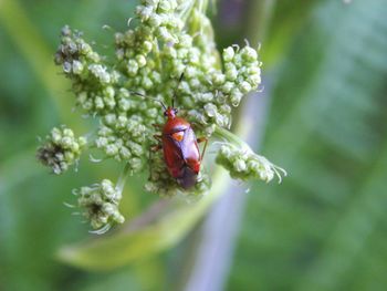 Close-up of insect on flower