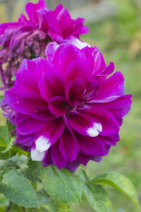 Close-up of flower blooming outdoors