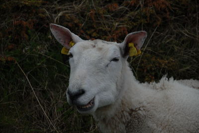 Close-up of white horse in field