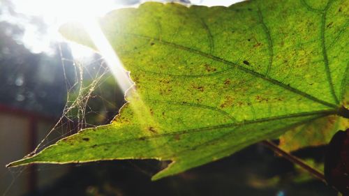 Close-up of insect on leaf during autumn