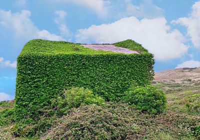 Plants growing on land against sky