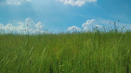Scenic view of wheat field against sky