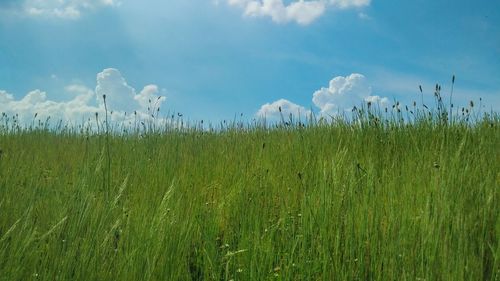 Scenic view of wheat field against sky