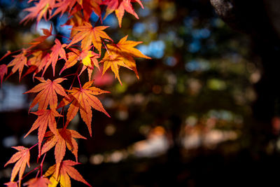 Close-up of maple leaves on branch