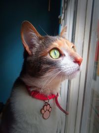 Close-up of a cat looking away