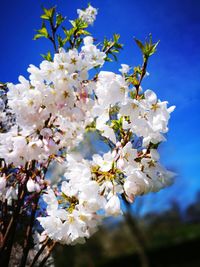 Low angle view of cherry blossoms against sky