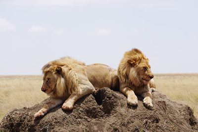 Lions relaxing on sand against sky