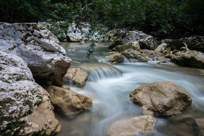 River flowing through forest