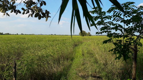 Scenic view of field against clear sky