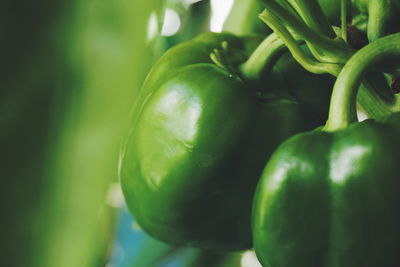 Close-up of green bell peppers