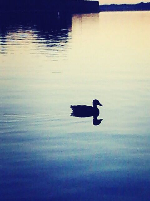 bird, animal themes, animals in the wild, water, wildlife, lake, waterfront, reflection, one animal, nature, rippled, silhouette, swimming, beauty in nature, tranquility, no people, outdoors, duck, water bird, two animals