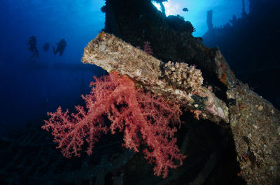 View of fish swimming underwater