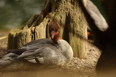 Close-up of a duck