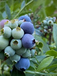Close-up of fruits growing on plant