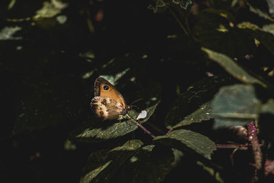 Close-up of insect on plant