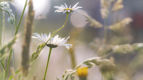 Close-up of white flowering plant on field