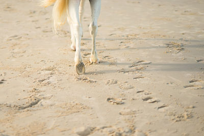 Low section of horse walking on beach