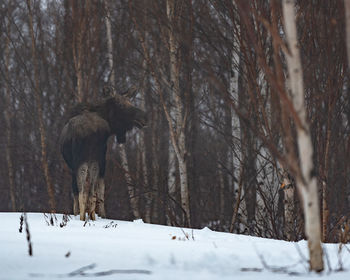 Moose standing at forest during winter