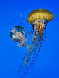 Close-up of jellyfish swimming in sea