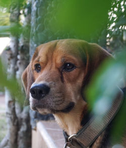 Close-up portrait of a dog looking away