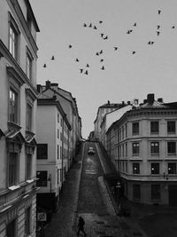 Flock of birds flying over buildings in city