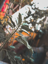 Close-up of leaves on plant