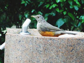 Close-up of bird perching on wall