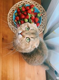 Close-up portrait of a cat