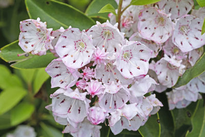 Mountain laurel in bloom along the blue ridge parkway in north carolina