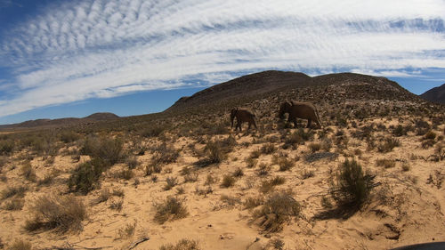 View of a desert against the sky