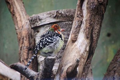 Close-up of bird perching on tree