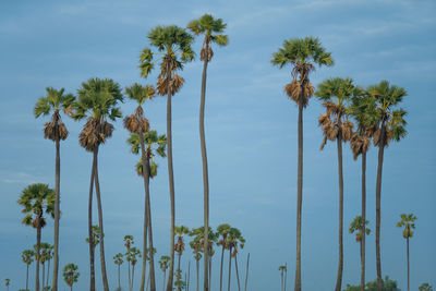 Low angle view of coconut palm trees against sky