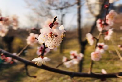 Close-up of cherry blossoms in spring