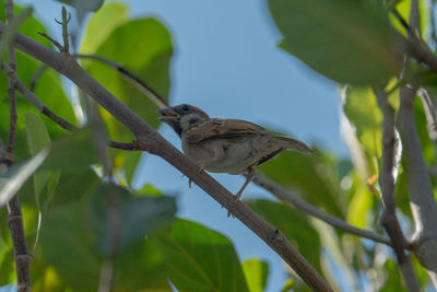 Low angle view of bird perching on tree