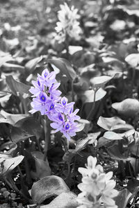 Close-up of purple flowers blooming in park