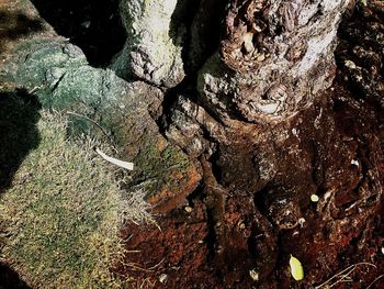 Full frame shot of tree trunk in forest