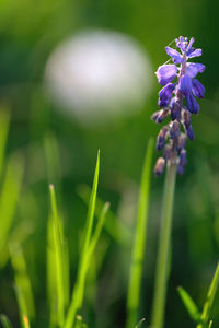 Close-up of purple flowering plant in field