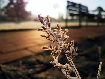 Close-up of frozen plant on field