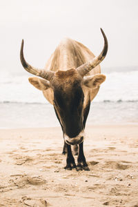 Cow standing on beach in gambia